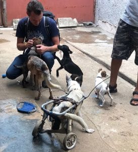 Tierschutz auf Kuba