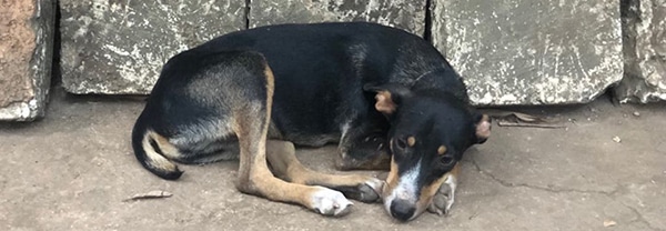 Hund auf Straße Kuba gefunden