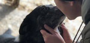 Hund Tierheim Rumänien