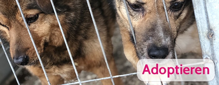 Hund aus Tierheim adoptieren