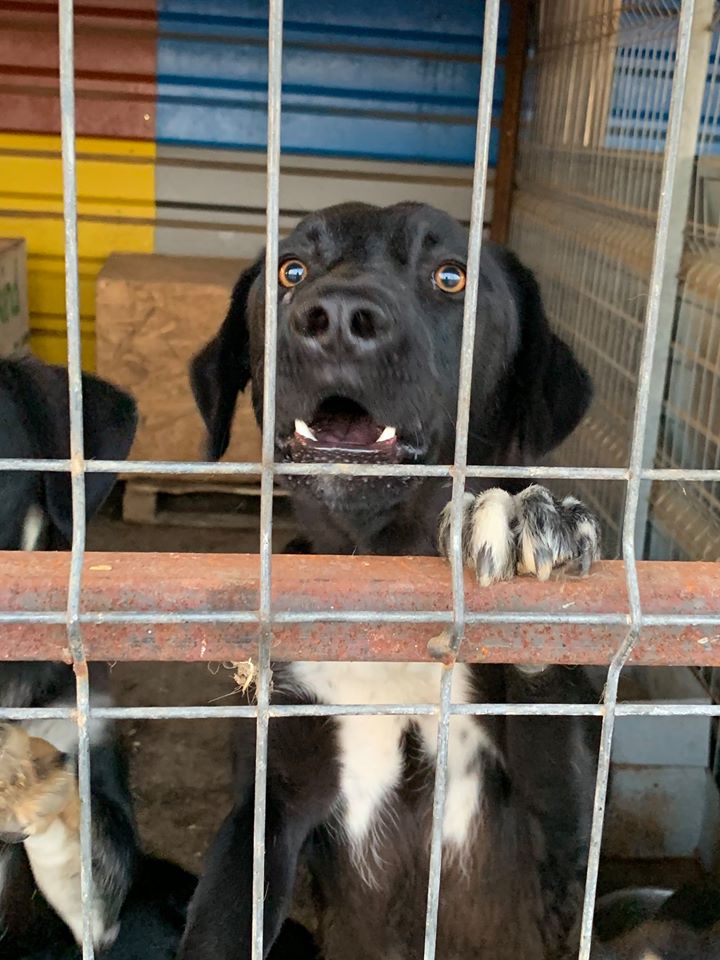 Hund aus Rumänien adoptieren Odin Hunderettung Europa
