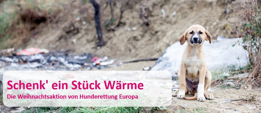 Weihnachtsaktion von Hunderettung Europa