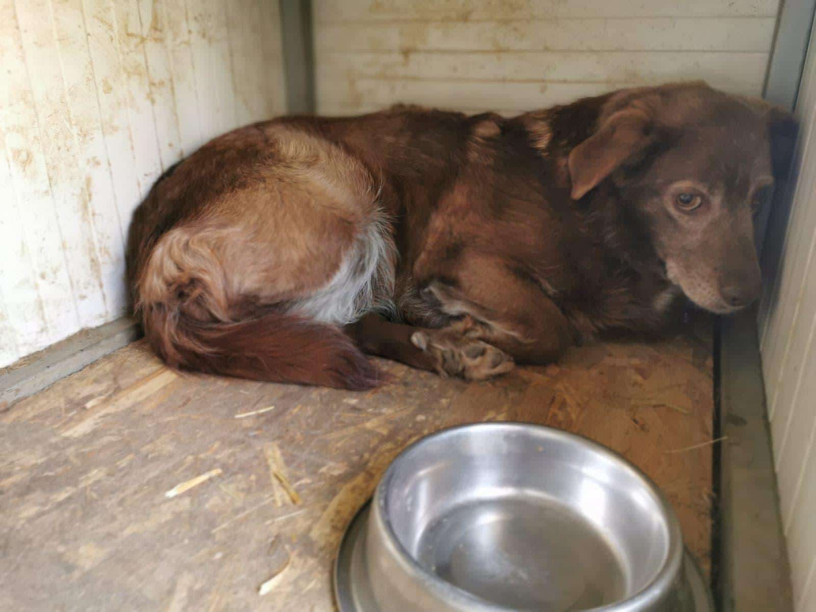 Corona-Krise trifft auch unsere rumänischen Tierheimhunde