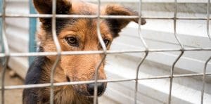 Tierschutzhund Nevio sucht Menschen mit Herz