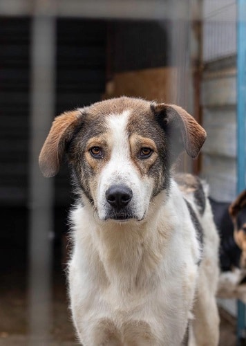 Hund Olly in unserem Tierheim in Rumänien