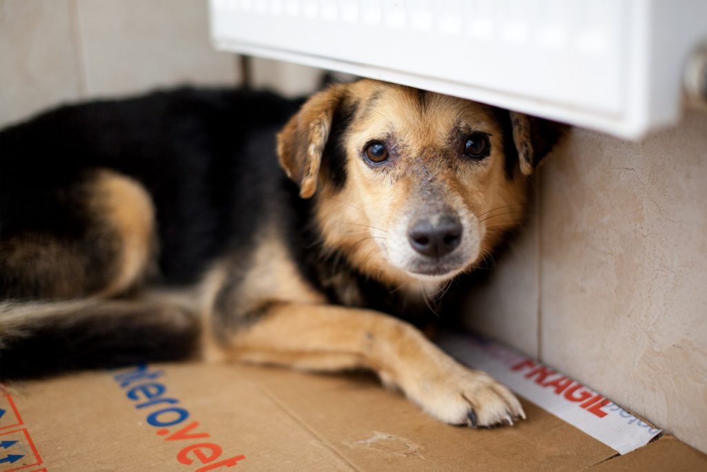 Yacco liegt in seinem Shelter unter der Heizung versteckt und schaut in die Kamera