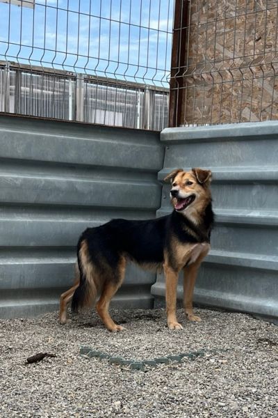 Der braun weiß schwarze Rüde Yacco in seinem Zwinger und schaut zur Seite.