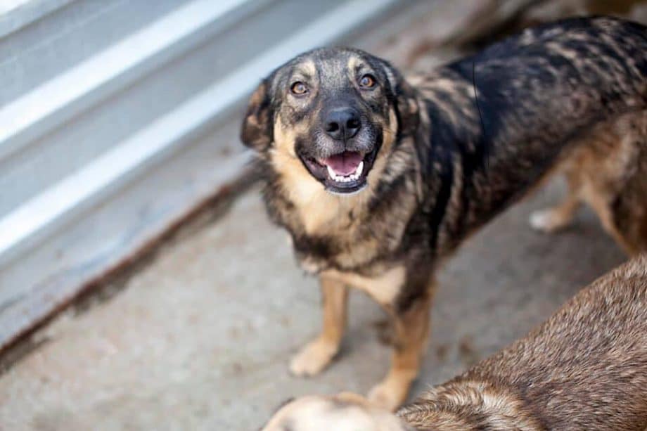 Mischlingshund Rubix sucht ein Zuhause Hunderettung Europa