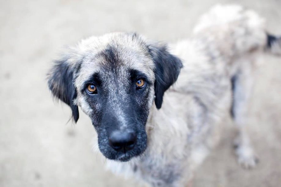 Patenschaft für einen Hund in Not übernehmen Hunderettung Europa e.V.