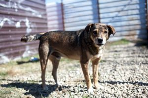 Hund Mogli auf der Hundespielwiese in Rumänien