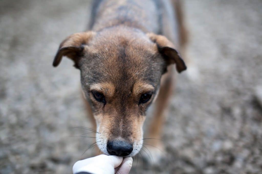 Hund Mogli frisst aus der Hand einer Tierpflegerin