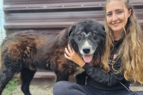 Nero lässt sich von einem Hunderettung-Europa Teammitglied kraulen