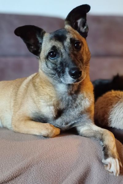 Hündin Bella liegt auf der Couch und schaut mit schrägem Kopf.