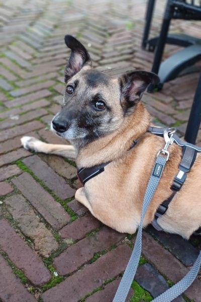 Bella liegt beim Spaziergang und schaut in die Kamera.