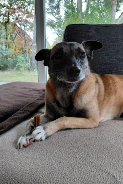 Bella kaut an einem Knochen.