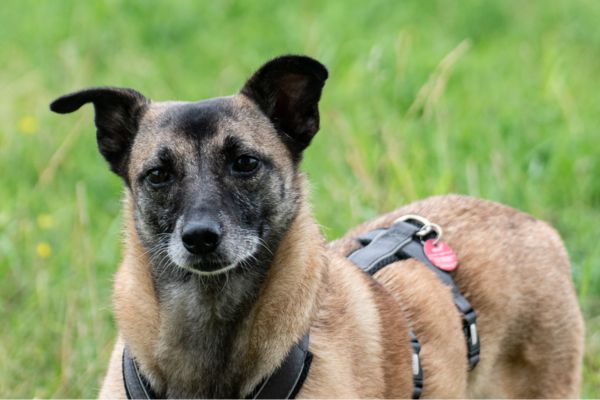 Bella steht und schaut neugierig.
