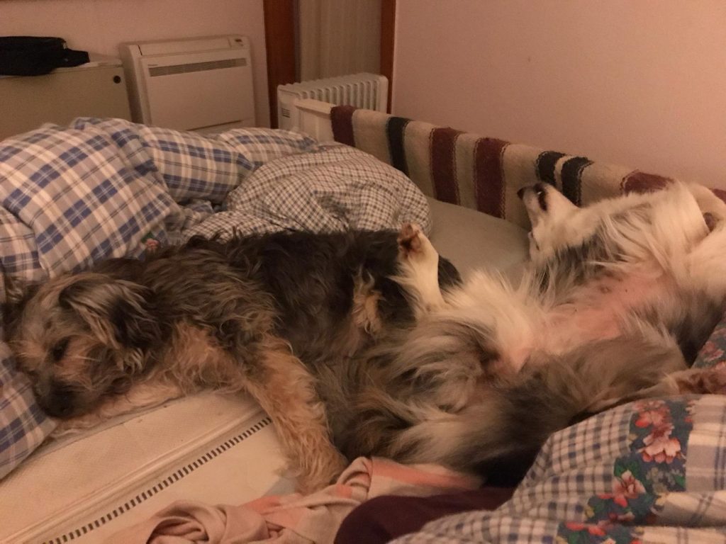 Rosie schläft neben einem anderen Hund im Bett