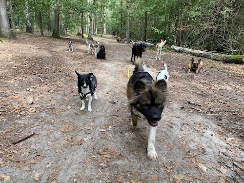 Lou läuft zusammen mit anderen Hunden im Wald.