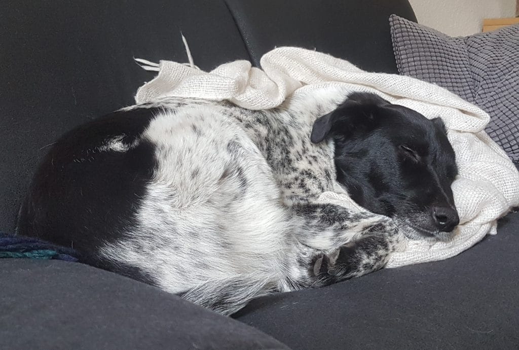Rudi schläft auf dem Sofa