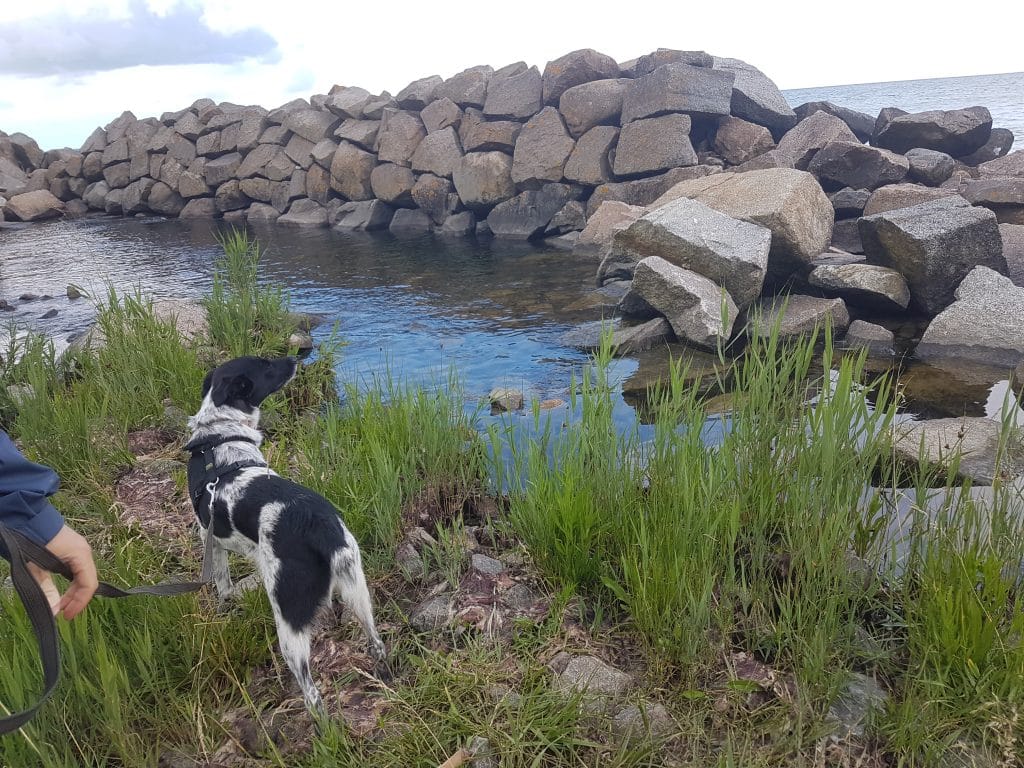 Rudi steht am Ufer eines Gewässers