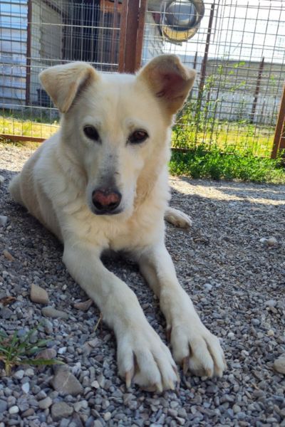 Blonder Hund liegt entspannt im Außenbereich.