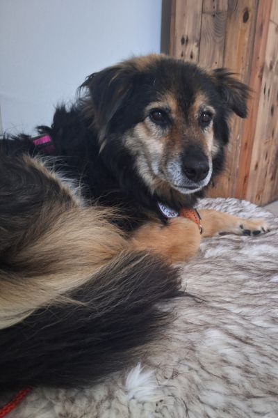 Hündin Daisy liegt auf einer Decke.