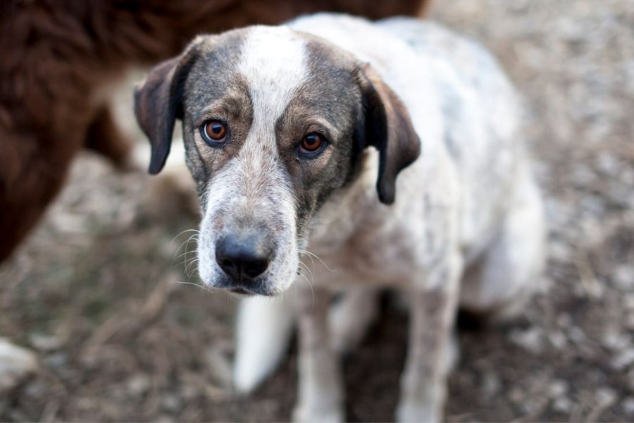 Luna schaut süß in die Kamera
