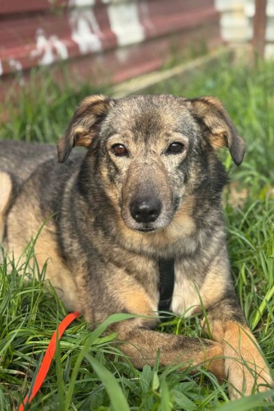 Orion liegt angeleint auf einer Wiese.