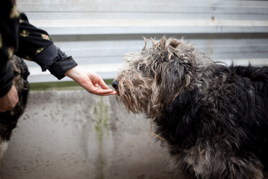 Hund interagiert mit Mensch