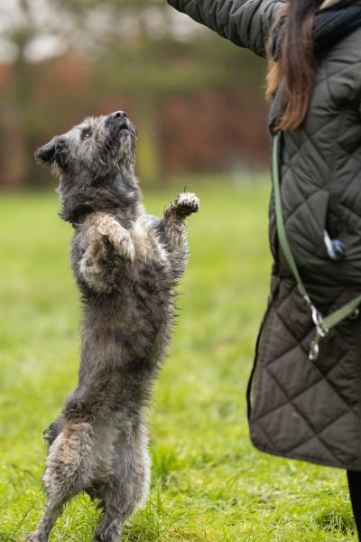 Graubrauner Hund springt nach oben, während eine Frau neben ihm den Arm ausstreckt