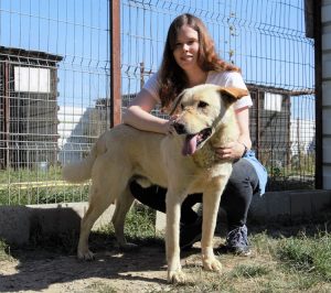 Ehrenamtliche Helferin Theresa mit Hund in einem Open Shelter Zwinger