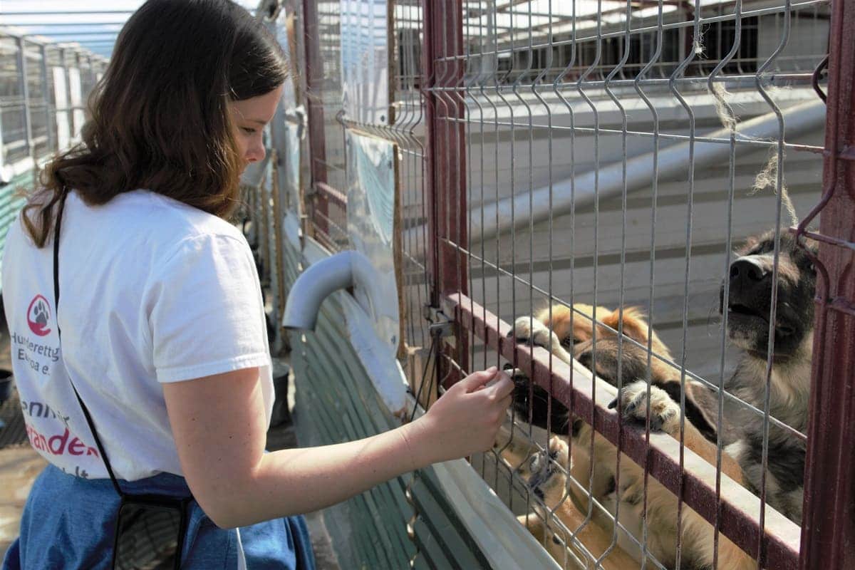 Ehrenamtliche Helferin steht vor einem Zwinger und hält die Hand zu den Hunden ans Gitter
