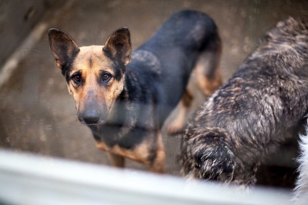 Livana steht neben einem anderen Hund im Zwinger und schaut mit gespitzten Ohren zur Kamera