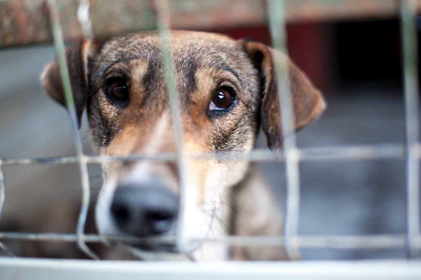 Hund im Zwinger blickt traurig durch die Gitterstäbe