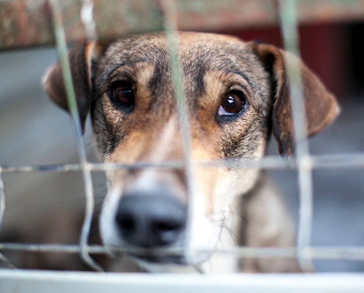 Hund im Zwinger blickt traurig durch die Gitterstäbe