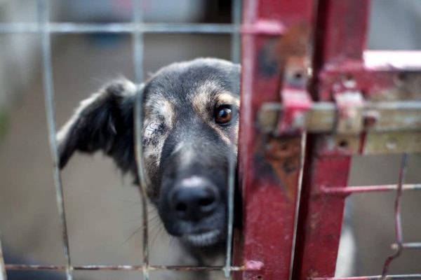 Hund mit einem Auge blickt durch die Gitterstäbe seines Zwingers