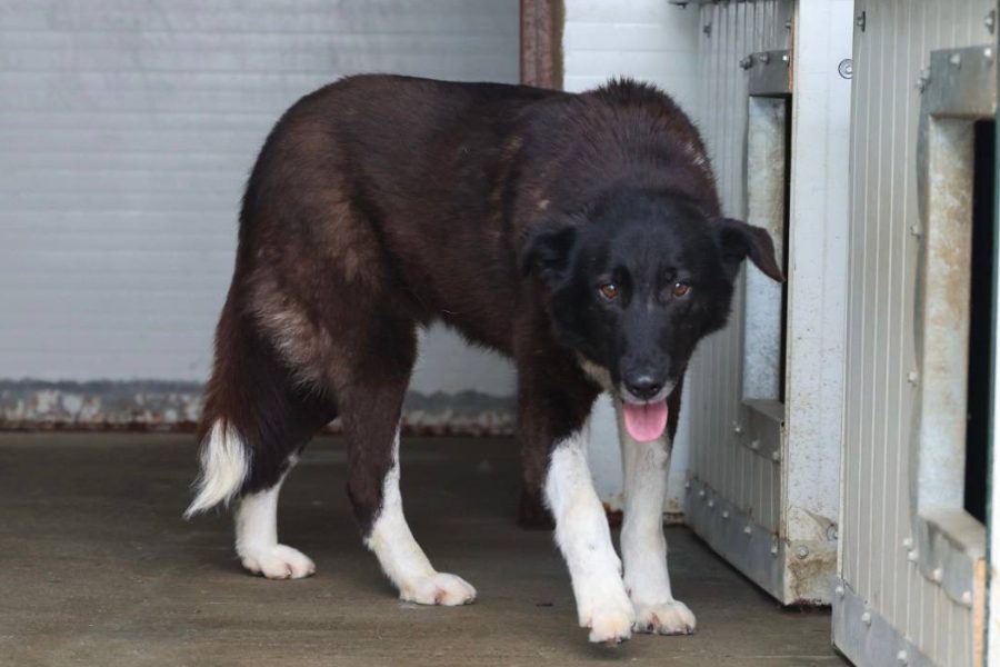 Schönheit Tarja steht im Zwinger
