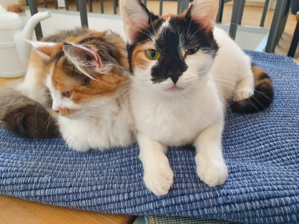 Rose und Jasmine liegen aneinander geschmiegt auf einer Decke