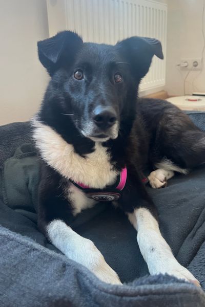 Tarja liegt und schaut in die Kamera.