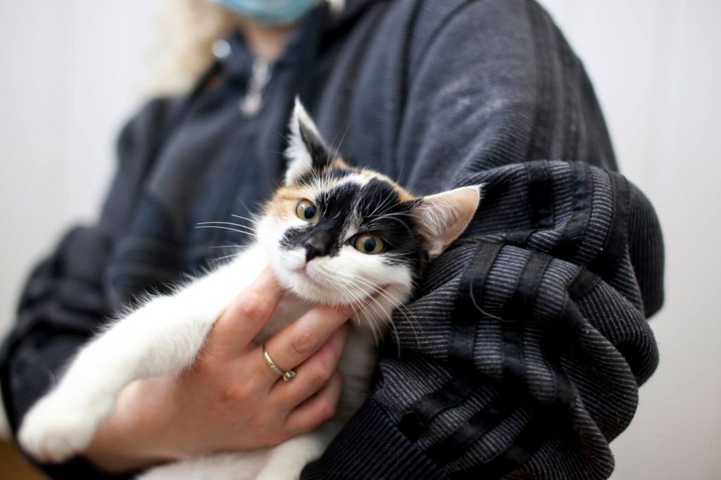 Katze Rose auf dem Arm einer Tierpflegerin