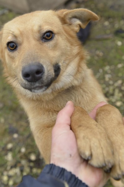 Teddy ist ein lieber, freundlicher, netter und aufgeschlossener Hund, der nun im Tierheim in Bulgarien auf seine Familie wartet.