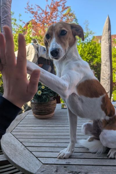 Suri gibt Pfötchen.