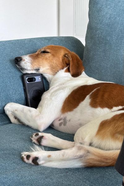 Suri schläft auf dem Sofa.