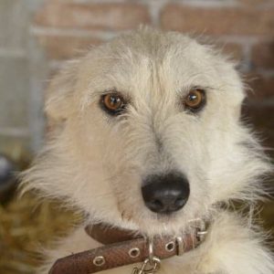 henry-hund-adoptieren-hunderettung-europa