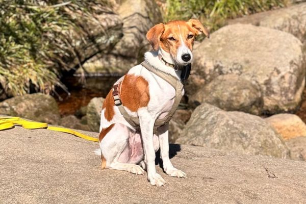 Suri sitzt und schaut in Richtung der Kamera.
