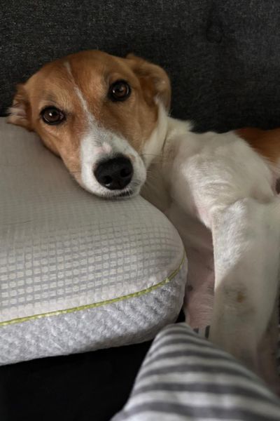 Suri liegt und schaut in die Kamera.