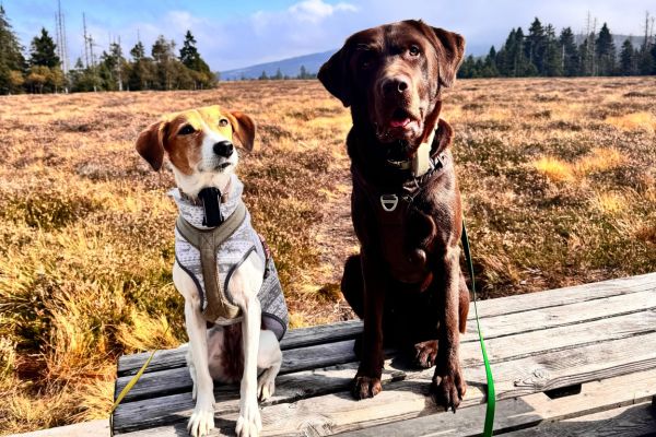 Suri sitzt neben ihrem Hundefreund.