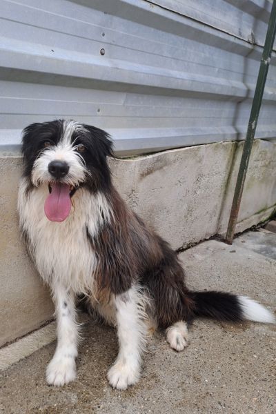 Drax schaut in die Kamera.