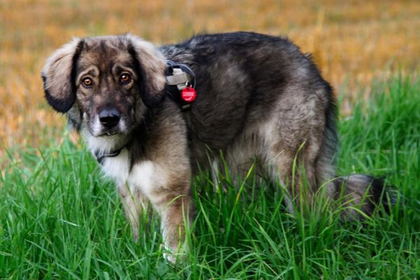 Nala steht im hohen Gras und schaut zur Kamera.