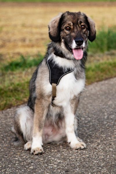 Nala sitzt und schaut hechelnd in die Kamera.